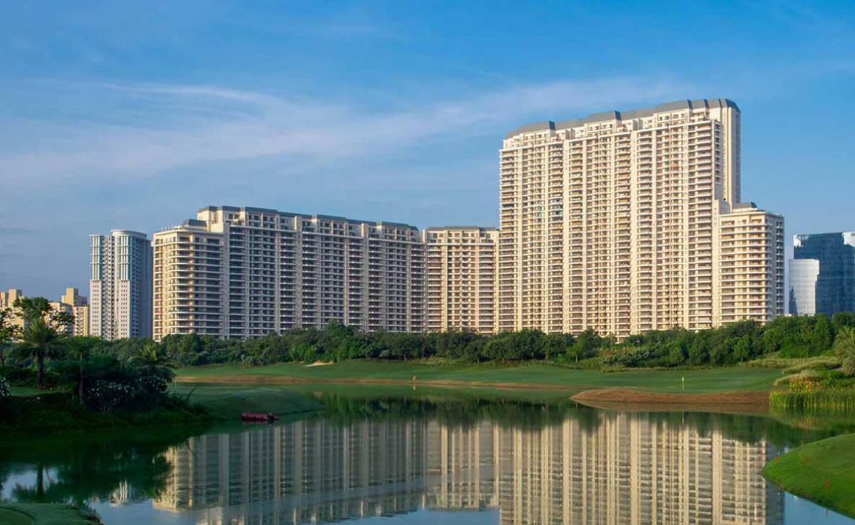 DLF Camellias